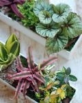 福祿桐組合小盆景 Polyscias Arrangement
